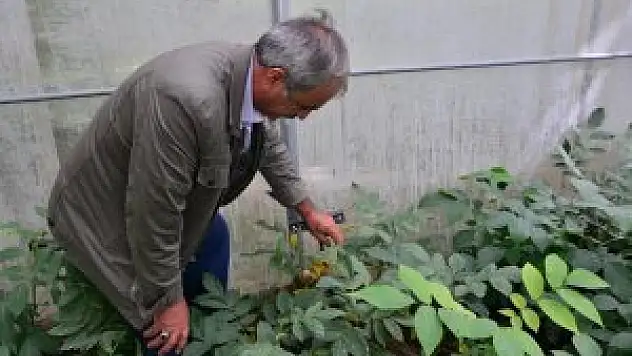 'Serada Aşılı Ceviz' Projesi meyvelerini verdi