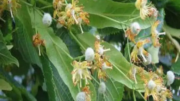 Ihlamur yerine adaçayı alternatifi