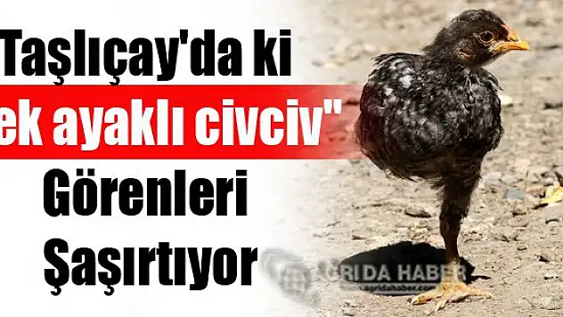 Taşlıçay'da ki 'Tek ayaklı civciv' Görenleri Şaşırtıyor