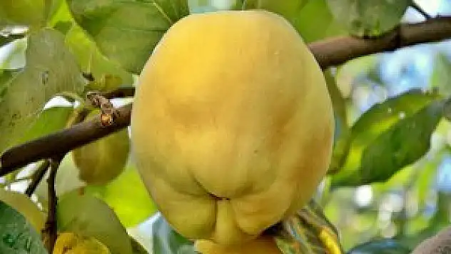 Ayvanın faydaları