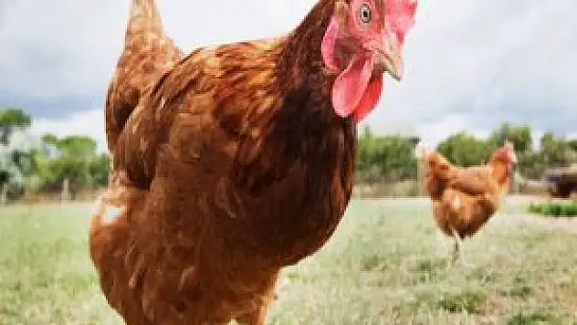 Ağustosta 93 milyon tavuk