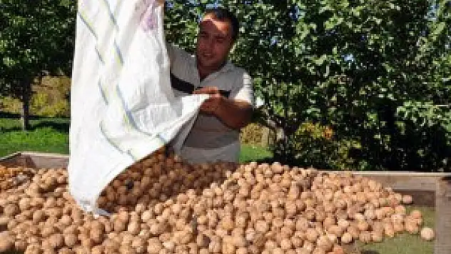 Muş Ovası'nda elma,çeviz ve armut hasadı