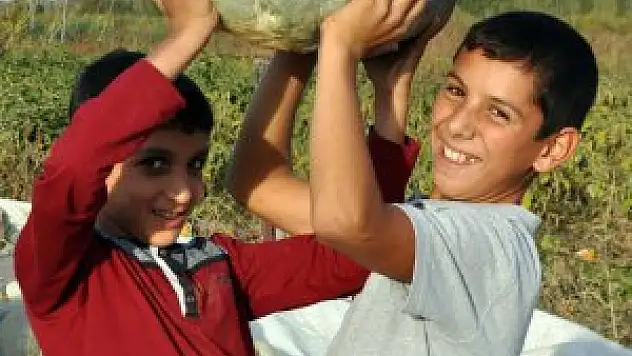 Muş'ta bal kabağı hasadı