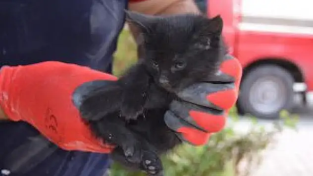 Malatya'da itfaiyeden kedi kurtarma operasyonu