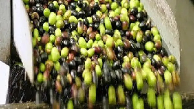 Zeytin bu sene üreticisi sevindi