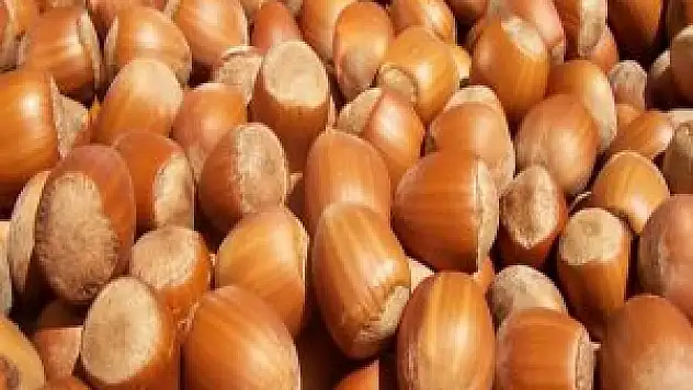 Bu yöntem fındıkta verim kaliteyide artırdı