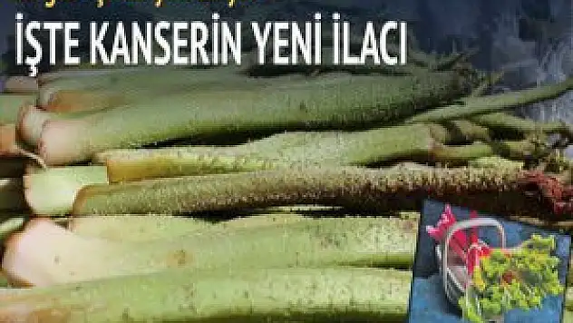 Kansere karşı ışkın