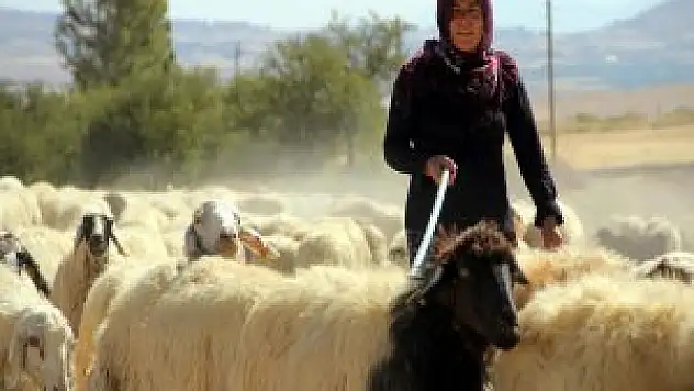 Erkek işi denilen besicilikte 'yüzü kara' çıkmadı