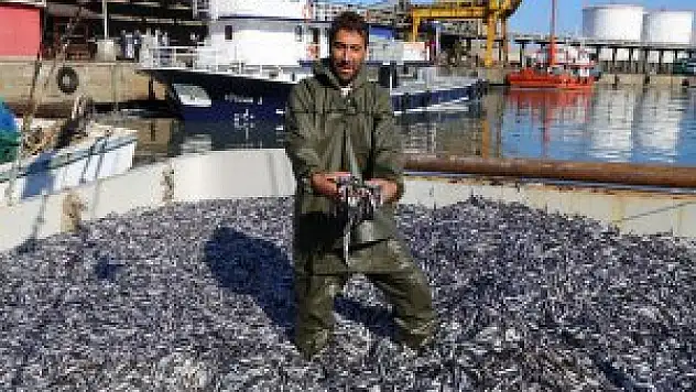 Bir gecede 170 ton hamsi tutuldu