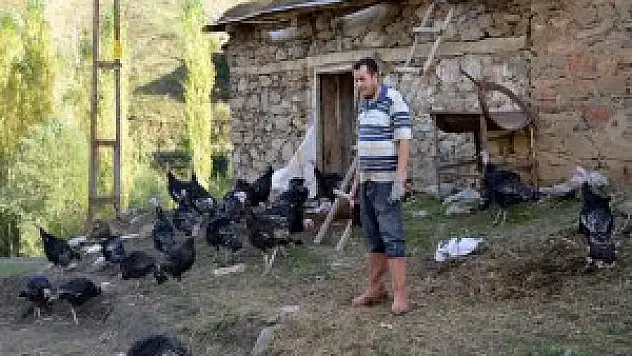 Hizan'da Hindi Yetiştiriciliği Gün Geçtikçe Artıyor