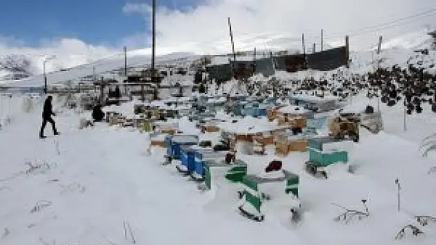 Ardahan'da aniden bastıran kar yağışı arı kovanlarına zarar verdi