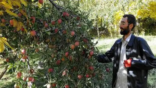 Bingöl'de Elma satıcının elinde kaldı