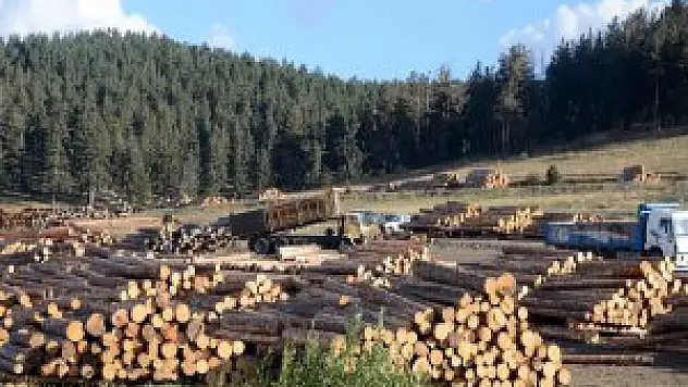 Sarıkamış'ta kereste ihalesi satımı yapılıyor