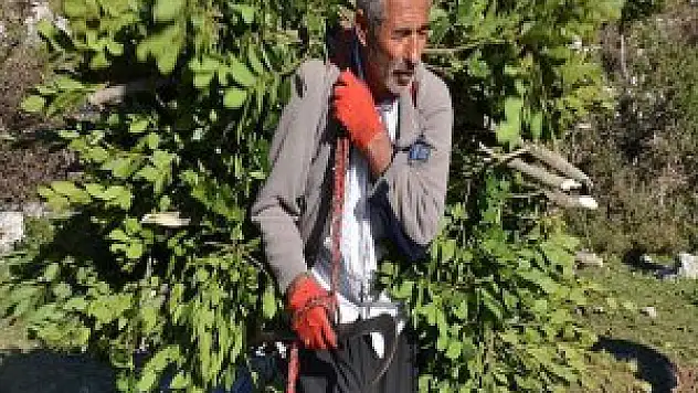 Eskiden keçi yemiydi şimdi geçim kaynağımız oldu
