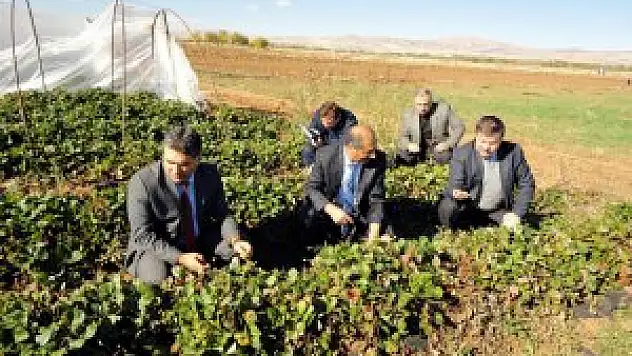 Elazığ'da 15 bin çilek fidesi