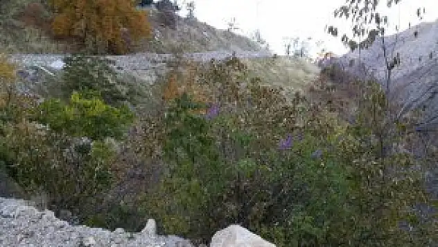 Erzincan'da leylak ağacı açtı