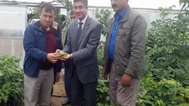 Adilcevaz cevizi için hazırlanan proje