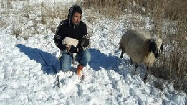 Koyun ve yeni doğan yavrusu donmak üzereydi