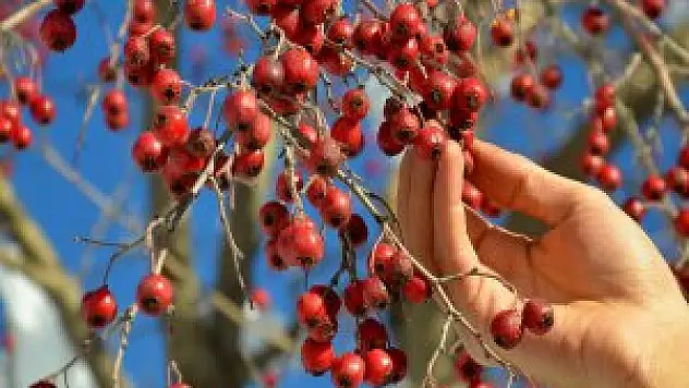 Şemdinli'de alıçlar toplantısı