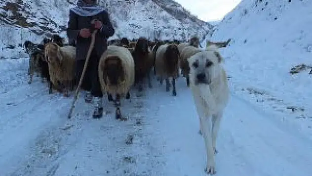 Yaylacılar köylerine geri döndü