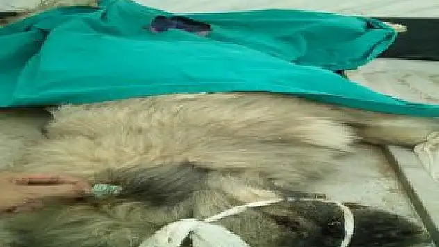 550 köpek kısırlaştırıldı