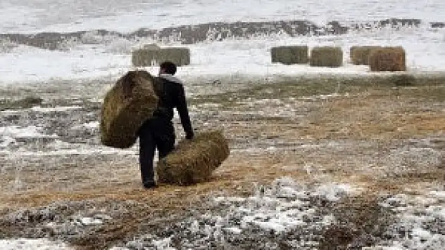 Hayvanları için kızakla ot taşıyorlar