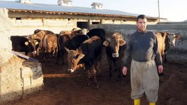 Van'da şap karantinası uygulanıyor