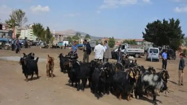 Son dakika Tatvan'da Hayvan Pazarı açılıyor