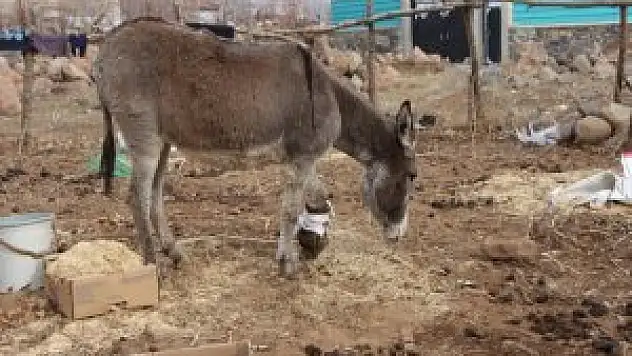 Bingöl'de Ayağı Kırık Merkebe 20 Gündür Bakıyor