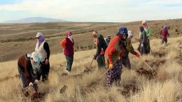 Fidan Dikerek Bütçesine Katkı Sağlıyor