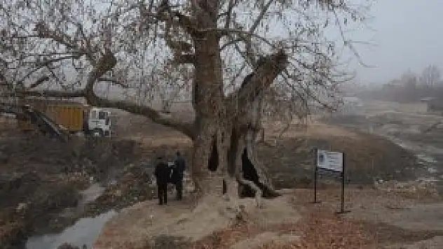 Tarihi Çınar Ve Çevresi İçin Rekreasyon Projesi hayata geçti