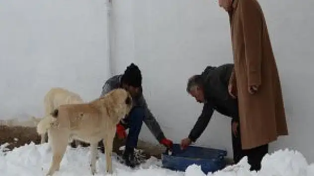 Malatya'da Arguvan Belediyesi Sokak Hayvanlarına yem verdi