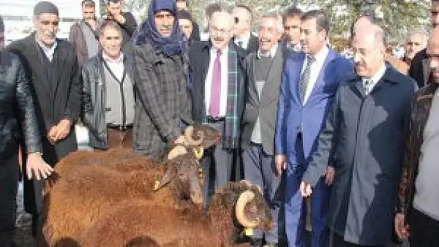 Bingöl'de 41 Yetiştiriciye 227 Koç verildi