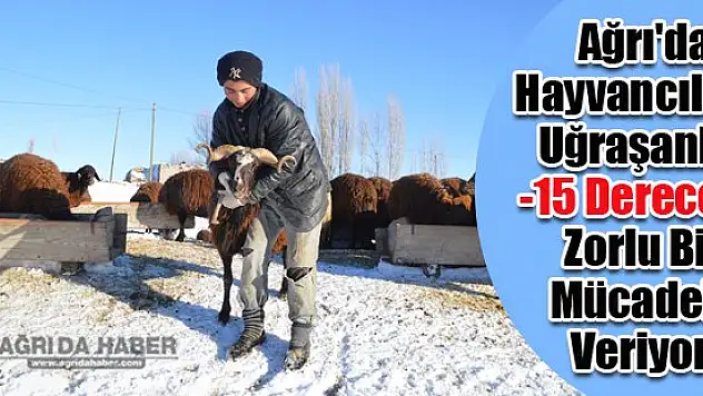 Ağrı'da Hayvancılıkla Uğraşanlar Zorlu Bir Mücadele Veriyor