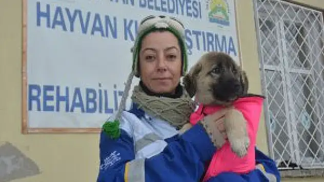Almanya'dan Bitlis'teki köpeklere yağmurluk