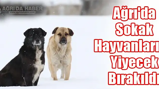 Ağrı'da Sokak Hayvanları Ve Kuşlar İçin Yiyecek Bırakıldı