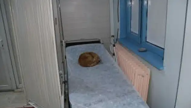 Soğuktan Kaçan Kedi, Sağlık Ocağına Sığındı