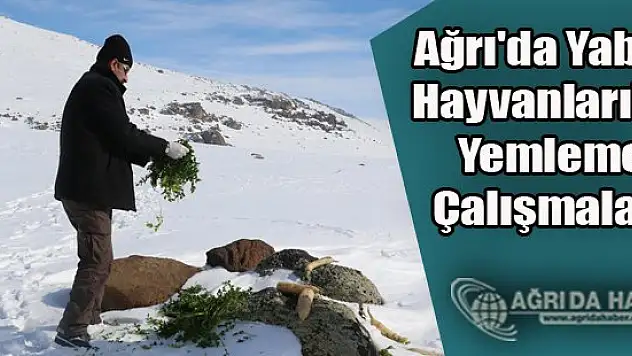 Ağrı'da Yaban Hayvanlarına Yemleme Çalışmaları