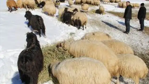 Van'da Besicilerin Zorlu Kış Mesaisi