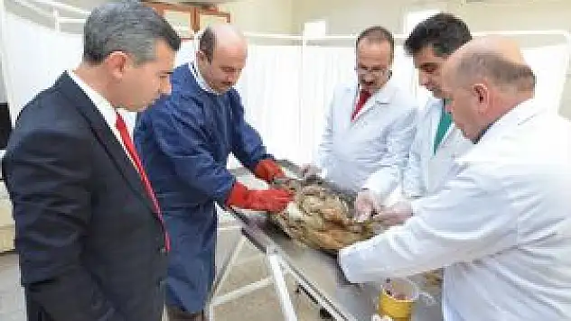 Malatya'da Yaralı Puhuya Doku Nakli Yapıldı