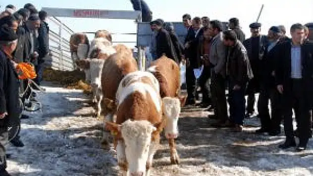 Erzurum'da Hayvan Yetiştiricilerine Destek