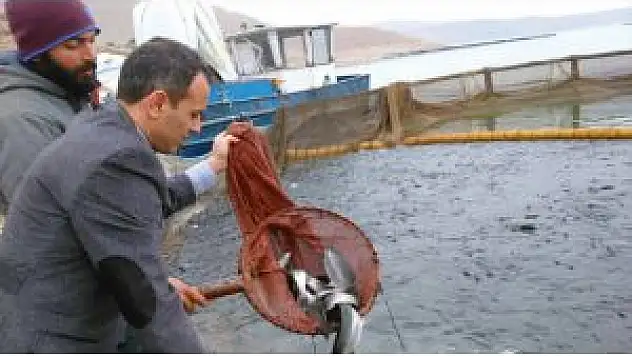 Keban'da Yavru Alabalık Üretimi