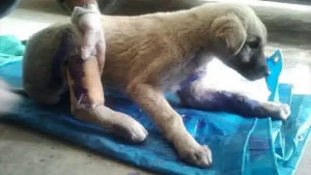 Yaralı Köpeğe Sahip Çıktılar