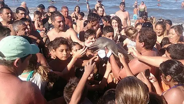 Arjantin'de Selfie ısrarı yavru yunusu öldürdü
