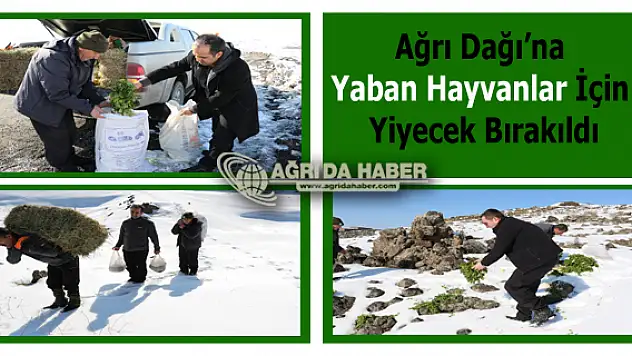 Ağrı Dağına Yaban Hayvanlar için Yiyecek Bırakıldı