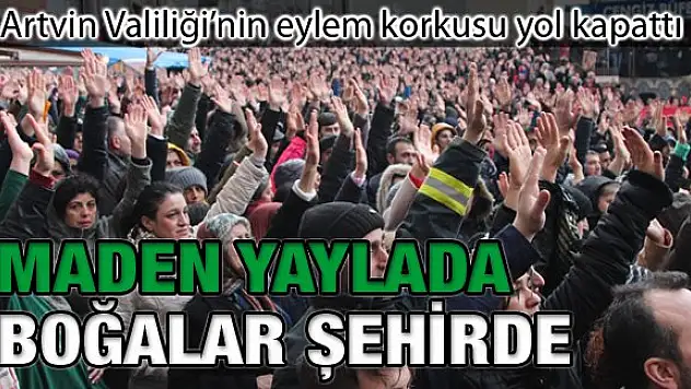 Artvin'de Maden yaylada boğalar şehirde