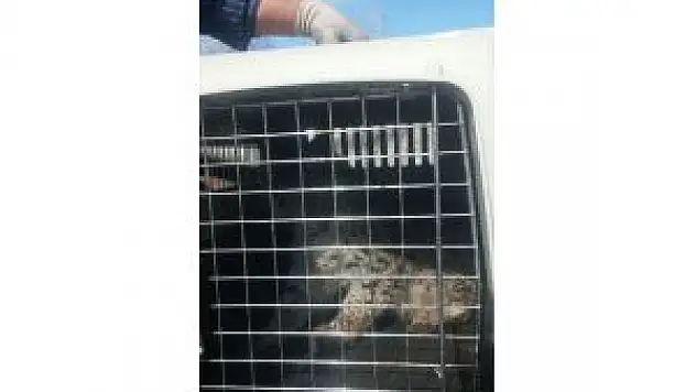 Erzincan'da Tedavi Edilen Vaşak Doğaya Bırakıldı