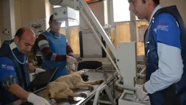 Iğdır'da Yaralanan Köpek Tatvan'a Getirildi