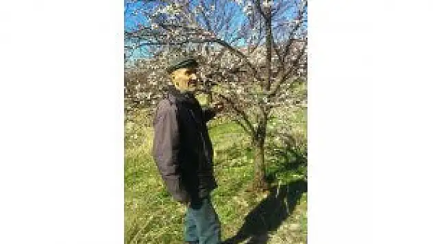 Kale İlçesindeki Kayısı Ağaçları Çiçek Açtı
