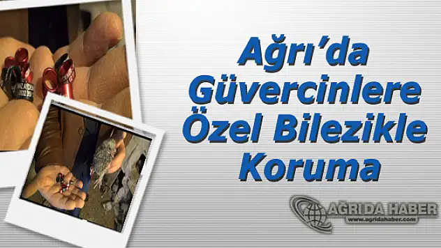 Güvercinlere Özel Bilezikle Koruma